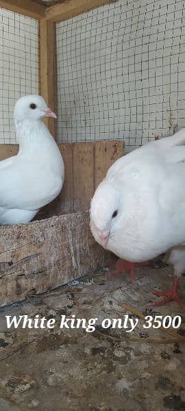 Sale,Sale Fancy Pigeons 03086693318 1