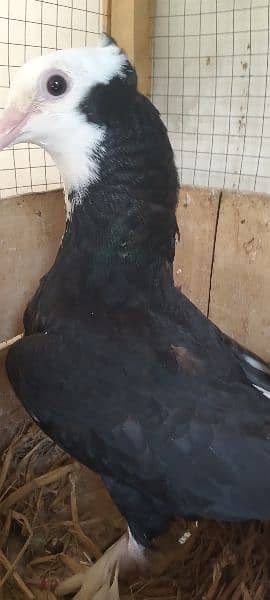 Sale,Sale Fancy Pigeons 03086693318 3