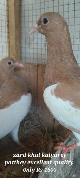 Sale,Sale Fancy Pigeons 03086693318 4