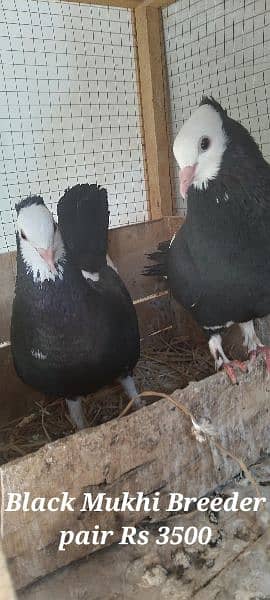 Sale,Sale Fancy Pigeons 03086693318 6