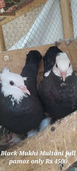 Sale,Sale Fancy Pigeons 03086693318 7