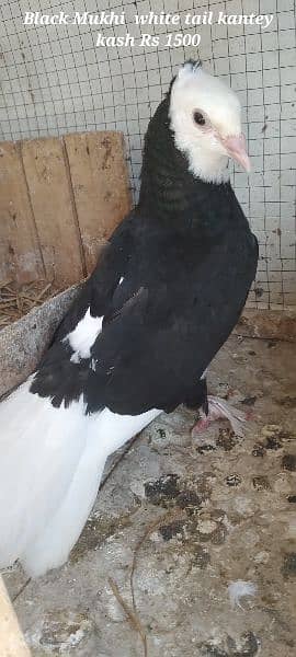 Sale,Sale Fancy Pigeons 03086693318 8