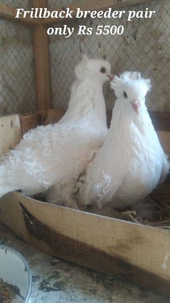 Sale,Sale Fancy Pigeons 03086693318 9