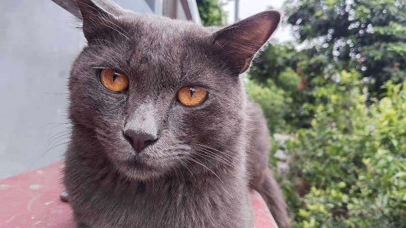 British shorthair 1