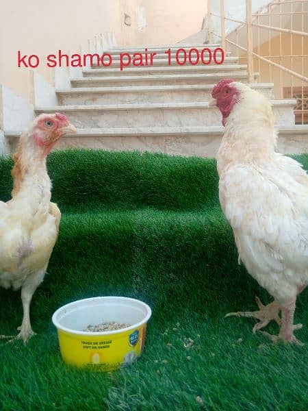 ko shamo pair. 03448323325 2