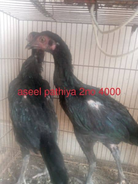 ko shamo pair. 03448323325 4