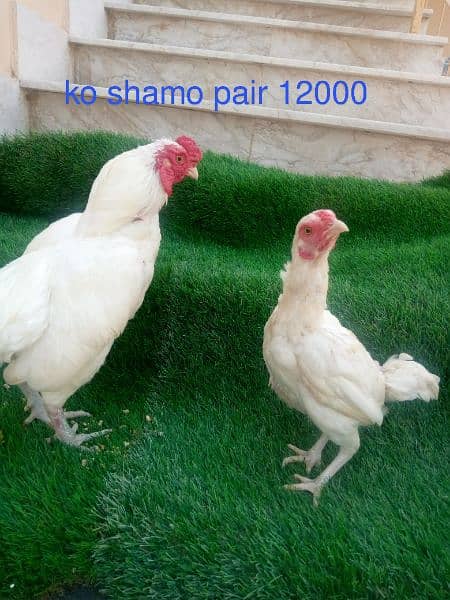 ko shamo pair. 03448323325 5