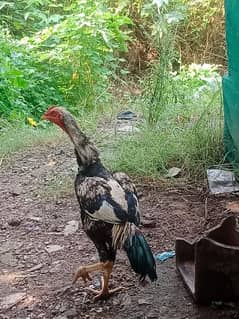 cock for sale 0