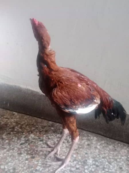 cock for sale 4