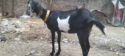 Goat for Sale in Lahore | teddy cross breed 0