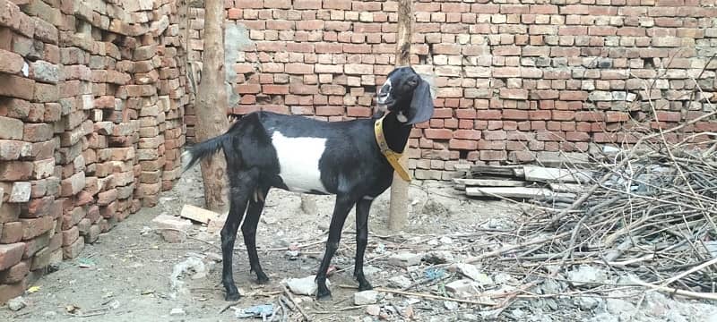 Goat for Sale in Lahore | teddy cross breed 1