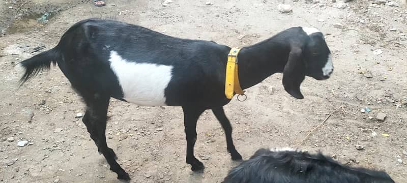 Goat for Sale in Lahore | teddy cross breed 3