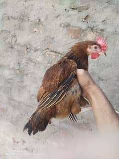 Desi Murga ghar ka Rooster Hen