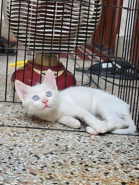 Persian kitten vaccinated full healthy & playing 2