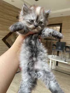 Persian kittens looking for New loving home