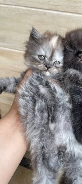 Persian kittens looking for New loving home 1