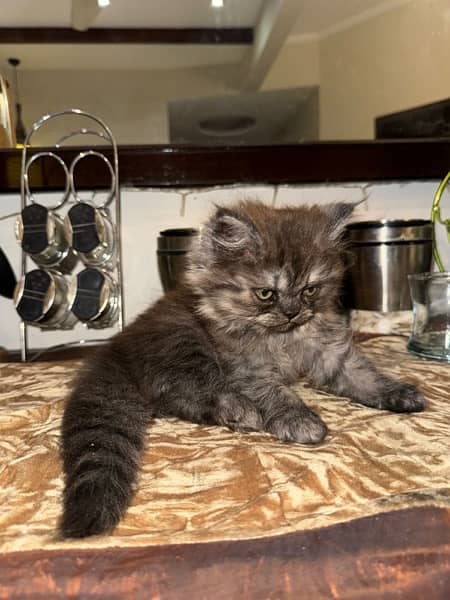 Persian kittens looking for New loving home 2