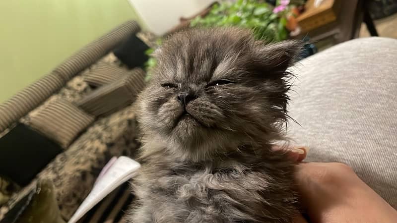 Persian kittens looking for New loving home 3