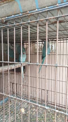 Blue Ringneck Parrots (6 - 12 months ) For Sale - DNA Tested! 0