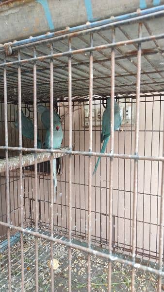 Blue Ringneck Parrots (6 - 12 months ) For Sale - DNA Tested! 0