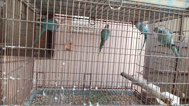 Blue Ringneck Parrots (6 - 12 months ) For Sale - DNA Tested! 1