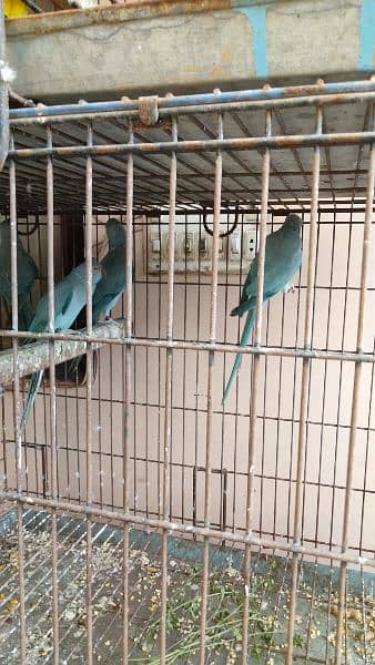 Blue Ringneck Parrots (6 - 12 months ) For Sale - DNA Tested! 2