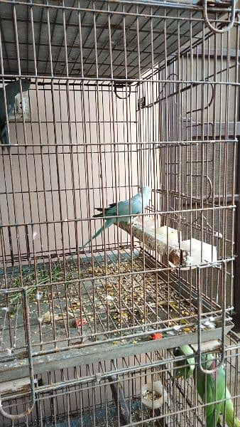 Blue Ringneck Parrots (6 - 12 months ) For Sale - DNA Tested! 3