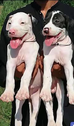 Bully Gultair | Security Dog | Bully Dog For Sale