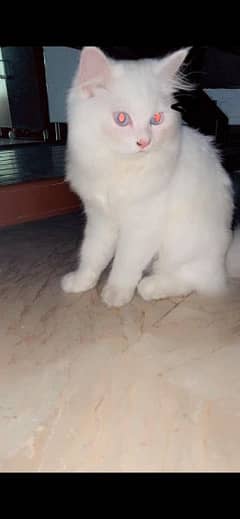 Persian cat triple coated