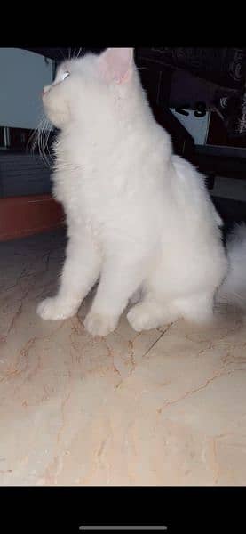 Persian cat triple coated 1