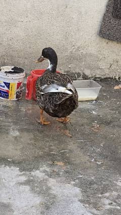 3 Duck , 2 female ,1 Male 0