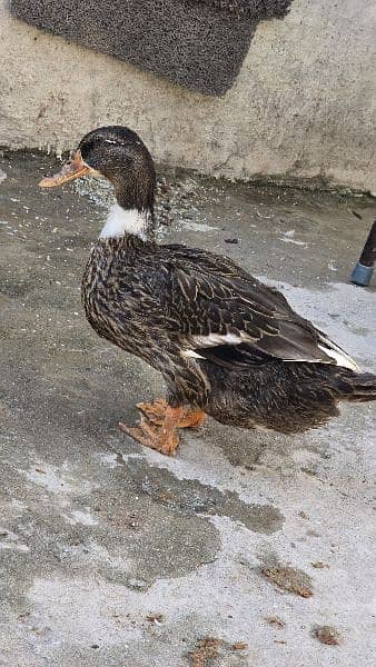 3 Duck , 2 female ,1 Male 1