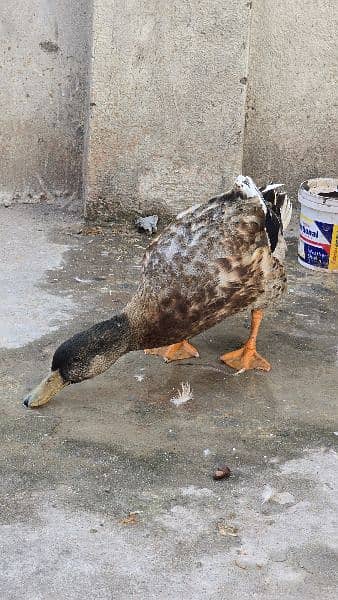 3 Duck , 2 female ,1 Male 2