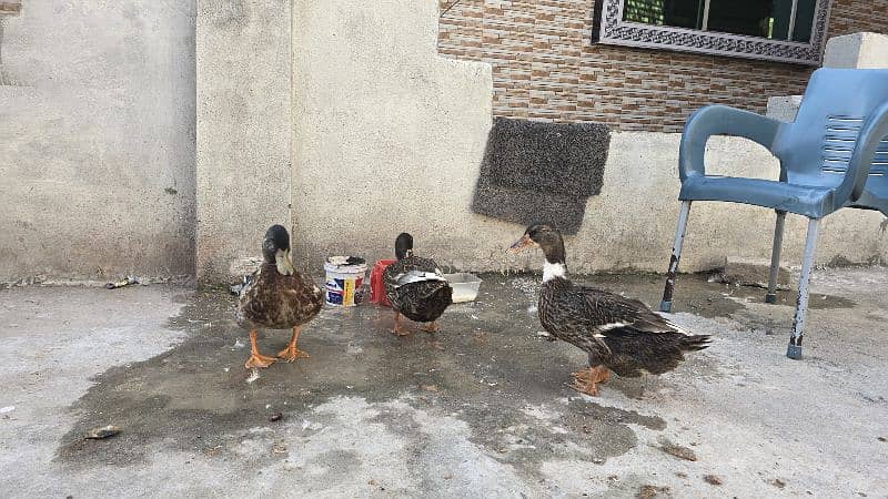 3 Duck , 2 female ,1 Male 3