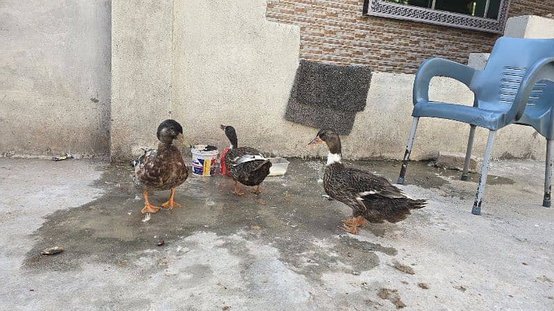 3 Duck , 2 female ,1 Male 4