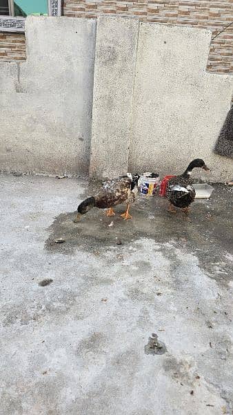 3 Duck , 2 female ,1 Male 5