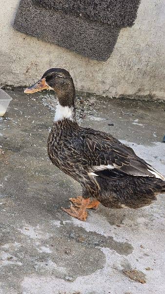 3 Duck , 2 female ,1 Male 6