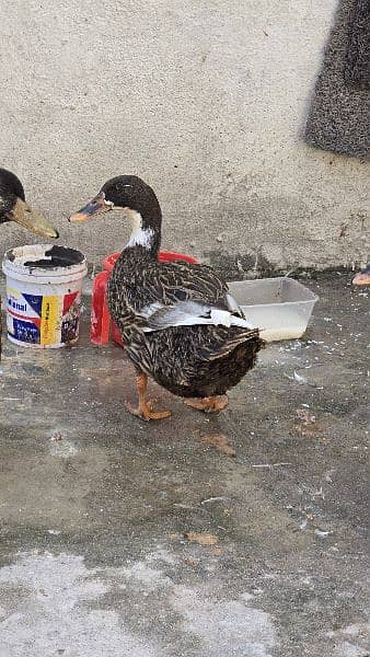 3 Duck , 2 female ,1 Male 7