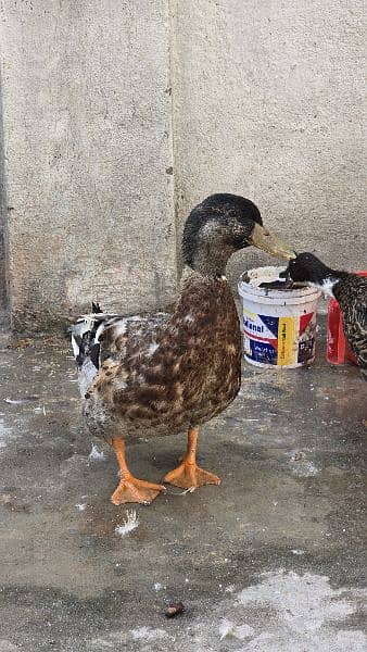 3 Duck , 2 female ,1 Male 8