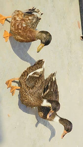 3 Duck , 2 female ,1 Male 9