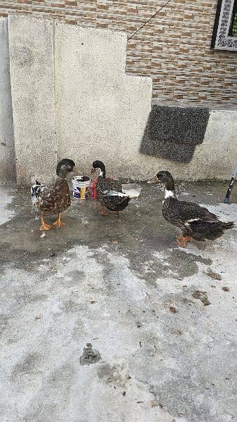 3 Duck , 2 female ,1 Male 10