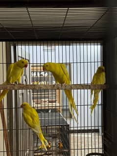 Complete Birds setup For Sale 0