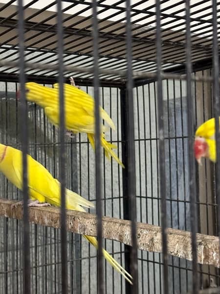 Complete Birds setup For Sale 1