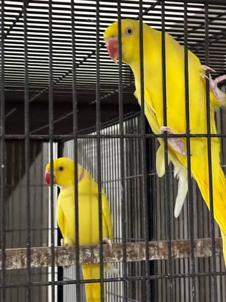 Complete Birds setup For Sale 4