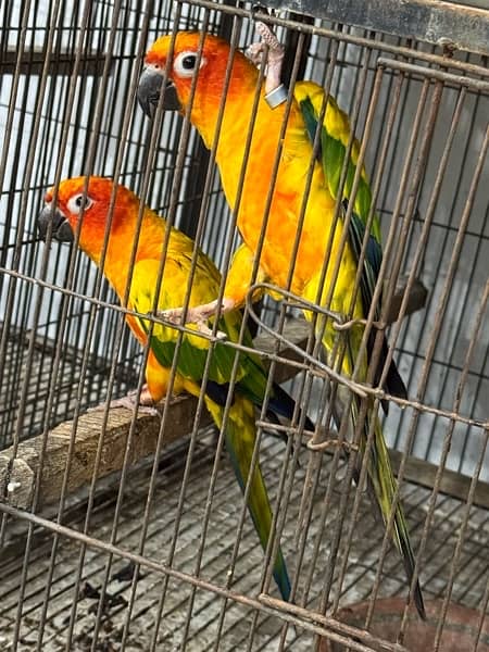 Complete Birds setup For Sale 5