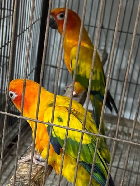 Complete Birds setup For Sale 11