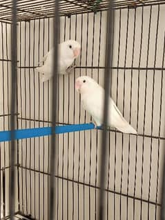 Albino black eye split ino breeder pair.