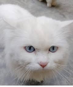 Persian cat male long coat heavy bone structure