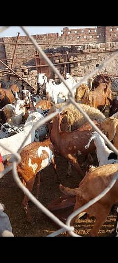 barbari goats for sale