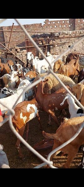 barbari goats for sale 0